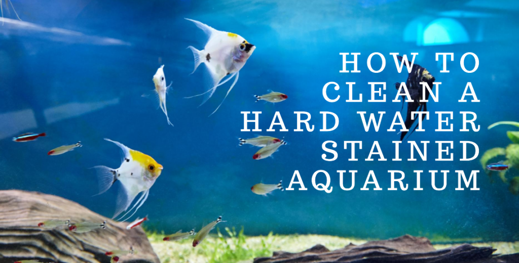 How to Clean a Hard Water Stained Aquarium