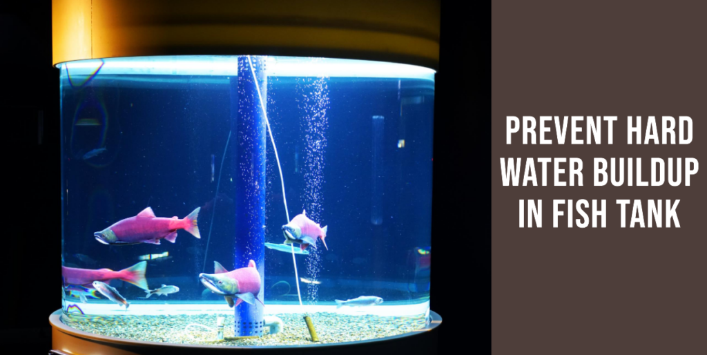 Prevent Hard Water Buildup in Fish Tank